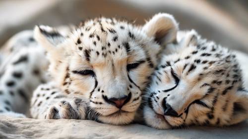 一隻剛出生的白色獵豹幼崽，蜷縮在母親身邊，安靜地睡覺。