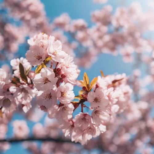 粉紅色的櫻花在蔚藍的天空下盛開。