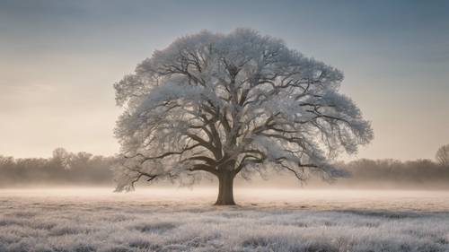 Крепкий, величественный белый дуб, одиноко стоящий в открытом поле, покрытом тонким слоем свежего утреннего инея.