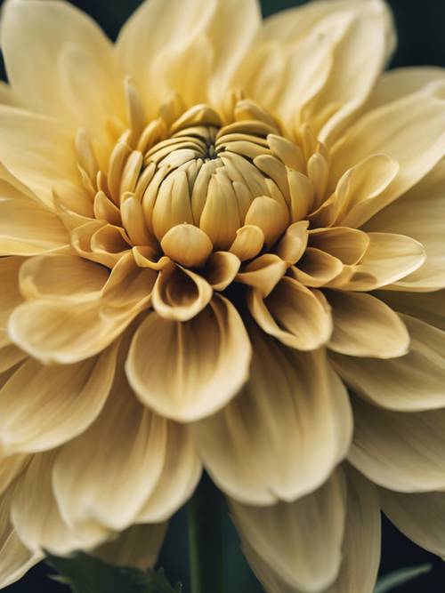 一朵黄色大丽花，其层叠的花瓣张开。