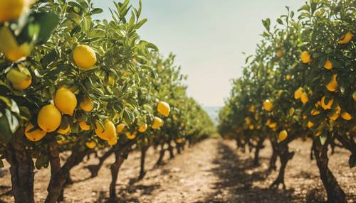Крупный план яркой лимонной рощи на итальянском побережье под слепящим полуденным солнцем.