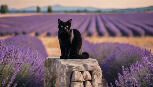 Um gato de ébano posicionado em uma cerca de pedra com um campo de lavanda ao fundo.
