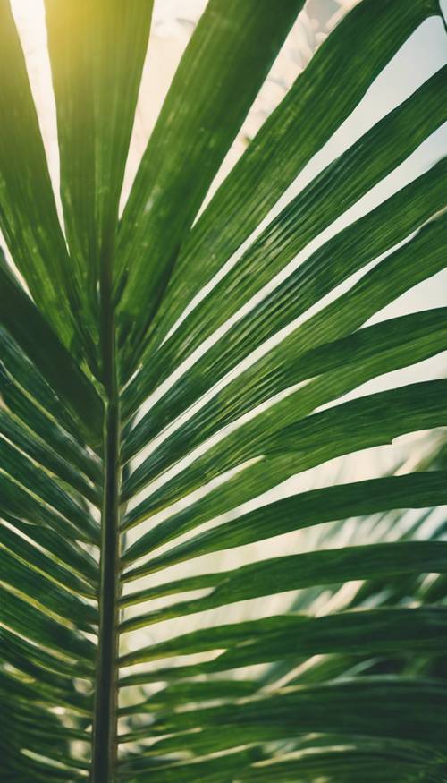 Inquadratura ravvicinata di una ricca foglia di palma verde sotto il sole di mezzogiorno.