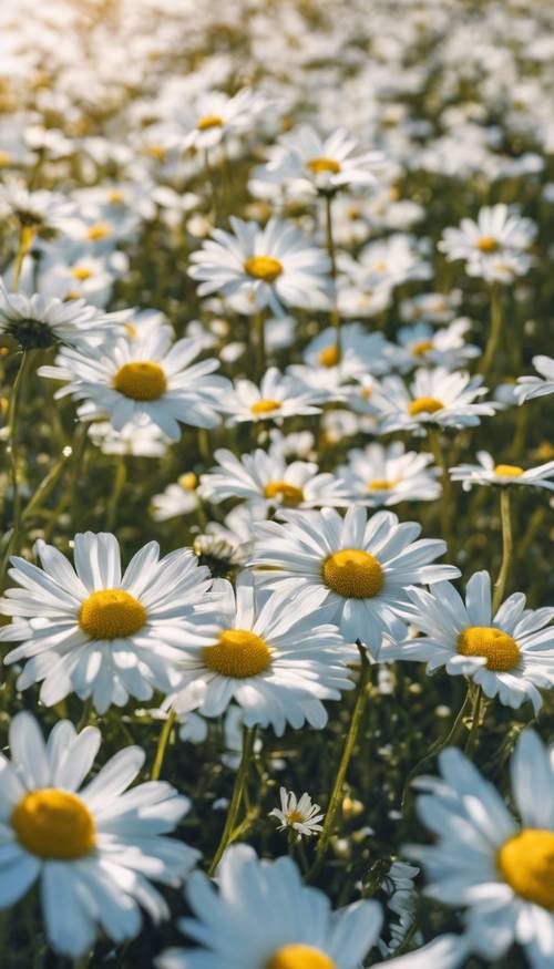 A field full of blooming white daisies under a clear blue sky during spring. Tapeta [e0491ff1b631410193af]