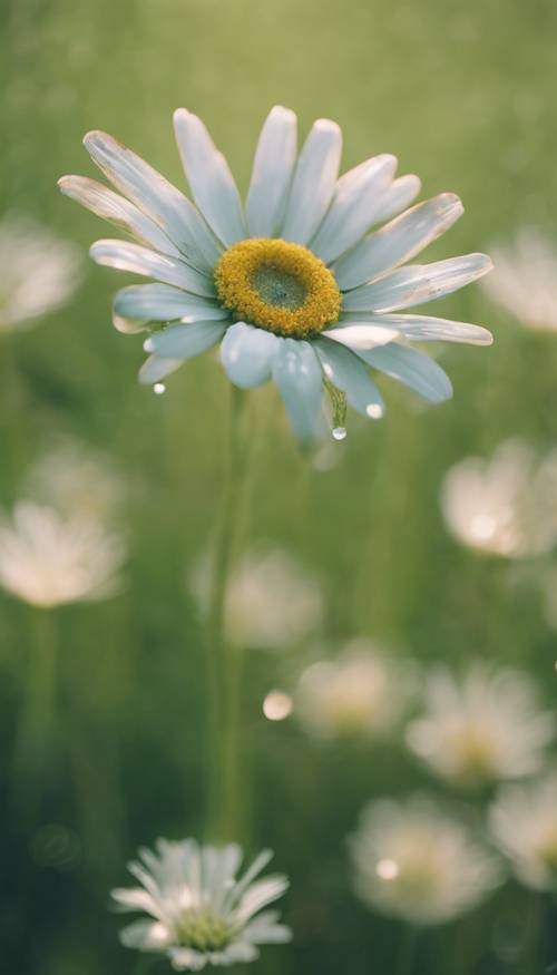 A blooming daisy flower with petals shaped like heart in a green field.