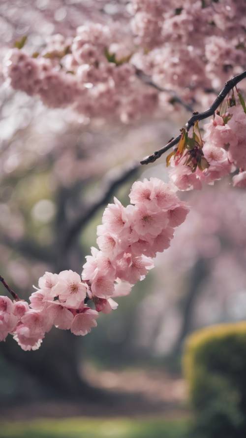 Flores de cerezo rosa lloviendo suavemente de un árbol en un tranquilo jardín japonés.