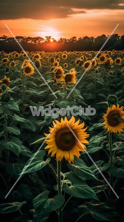 Ladang Bunga Matahari yang Disinari Matahari