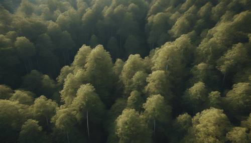 自然とモダンデザインが融合した森を空から見た、建築家の夢のプロジェクト