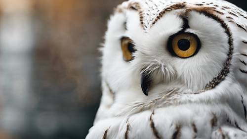 A fluffy feathered white owl, with its wide and expressive eyes.