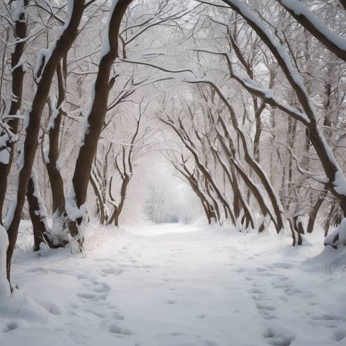 Hutan tandus dengan keindahan arsitektur di musim dingin. Pepohonan gundul tertutup salju putih segar, melengkung anggun di atas jalan setapak yang sepi