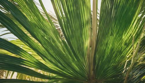 Um aglomerado de folhas de palmeira verde juntos em uma praia ensolarada.