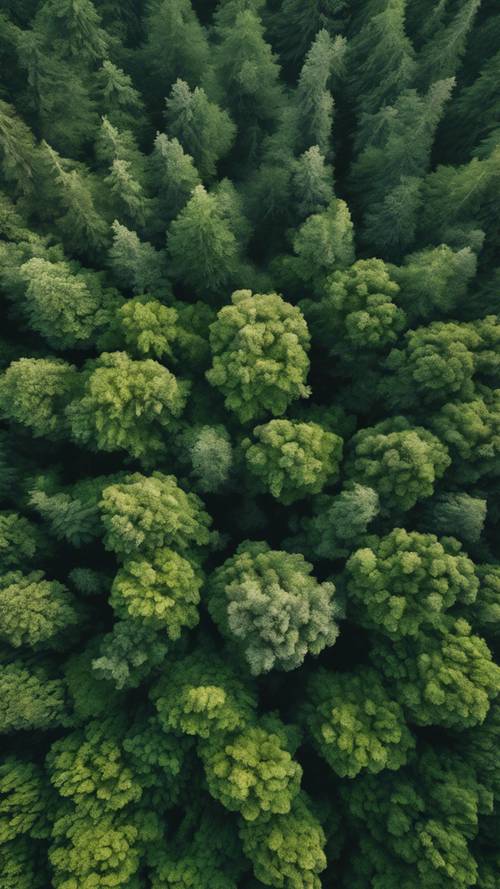 Vue aérienne d&#39;une forêt luxuriante et d&#39;un vert profond à la lumière du jour.