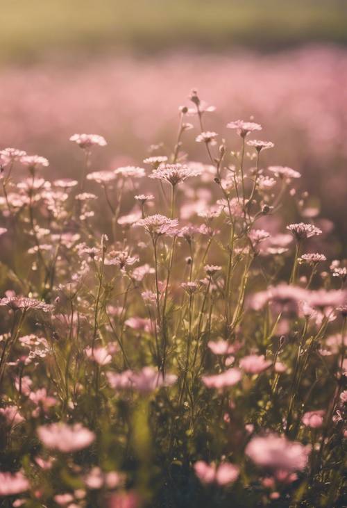 在溫暖的陽光下，廣闊的草地上開滿了淺粉紅色的漸層野花。