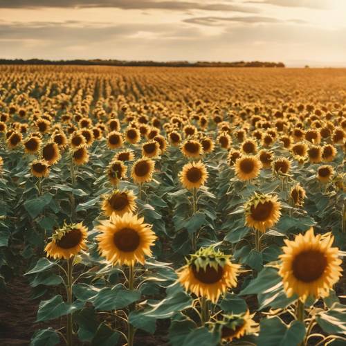 Ladang bunga matahari luas yang diterangi matahari dengan perkebunan vintage yang megah di kejauhan.