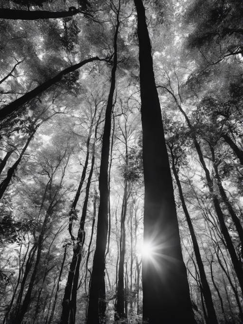 A high contrast, black and white image of a dense forest with the sun piercing through the tree canopy.