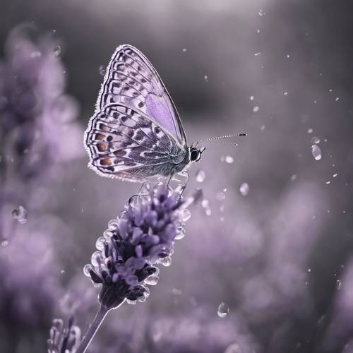 Kupu-kupu ungu duduk di atas bunga lavender yang diberi embun dalam warna monokrom ungu yang elegan.