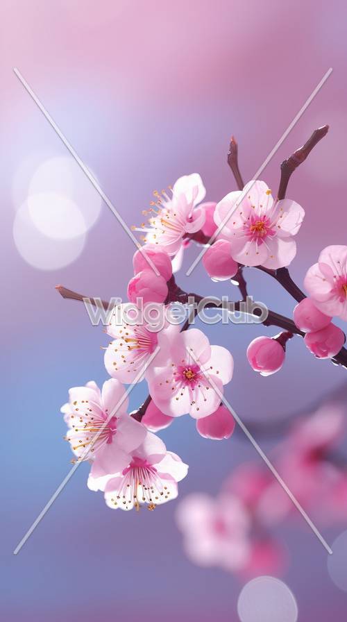 Цветущая розовая вишня