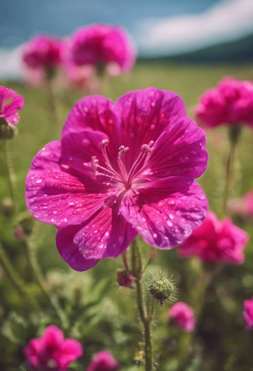 A saturated pink geranium with crimson glitter, in the middle of a wildflower meadow.