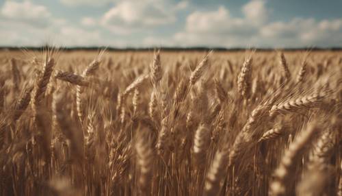 A wide shot of a brown wheat field swaying under the summer breeze.