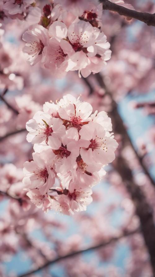 A floral mural comprising of flowering cherry blossom trees under a bright spring sky.