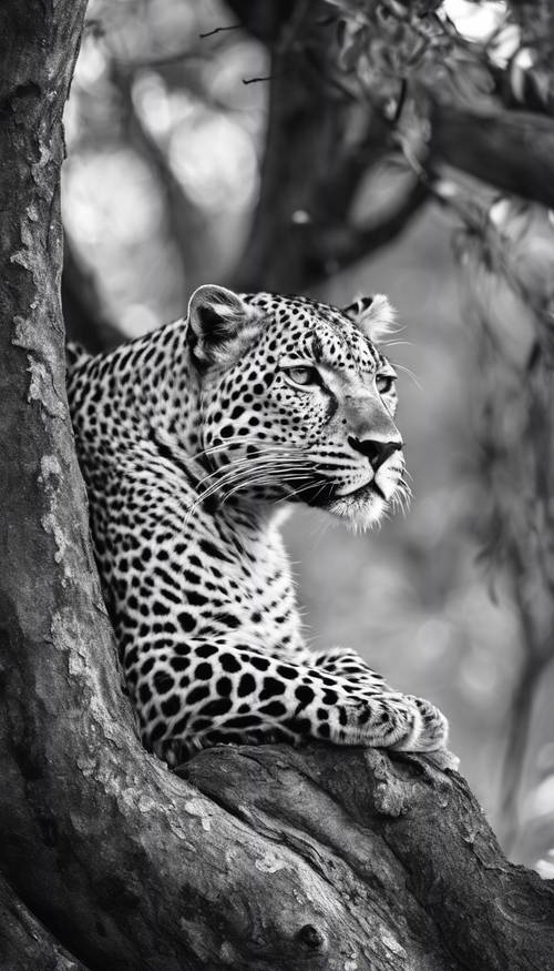 Leopardo che si rilassa su un ramo di un albero nella fotografia in bianco e nero.