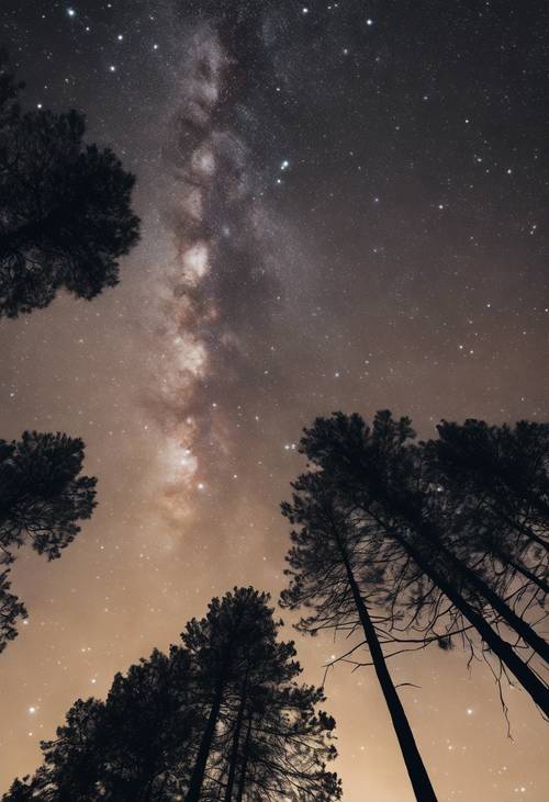 A silhouette of tall pine trees against a bright galaxy filled dark sky.