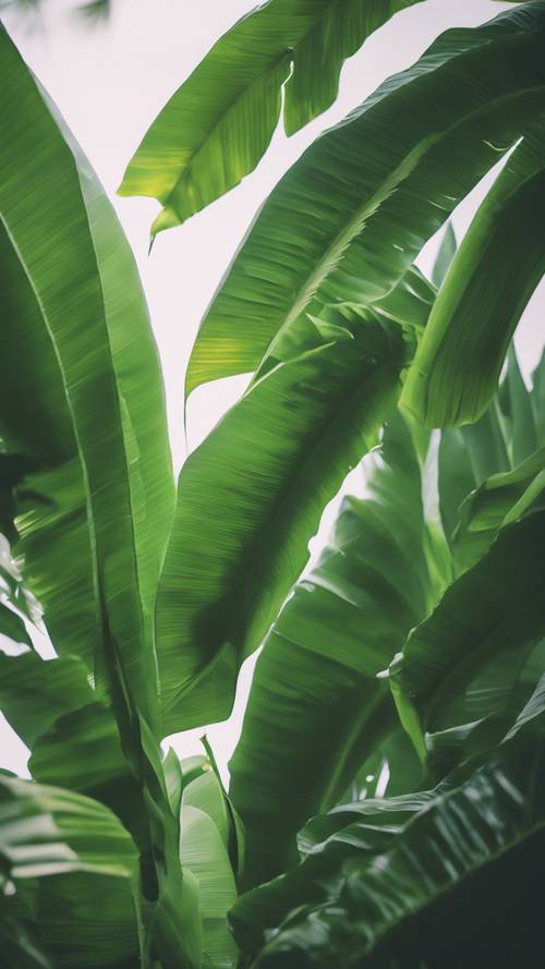 أوراق الموز الخضراء الطويلة تتمايل بلطف في الريح الناعمة.
