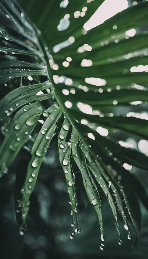 이른 아침 이슬에 젖은 열대 야자잎에 물방울이 반짝입니다.