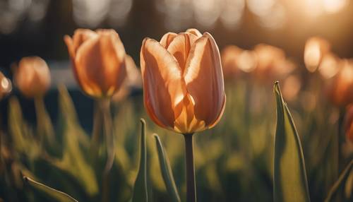 Une fleur de tulipe d&#39;un bronzage exquis capturée à la lumière dorée de l&#39;heure.