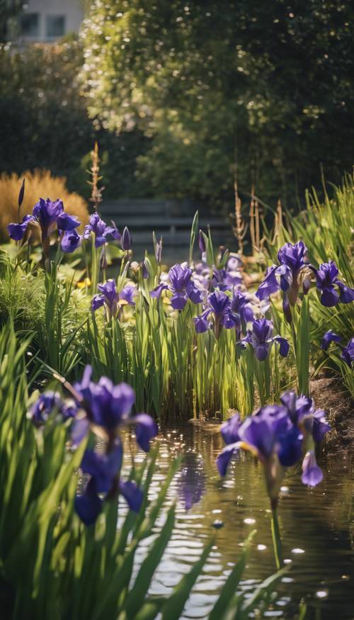 A garden scene featuring a small pond surrounded by blooming irises. Wallpaper [8f9cc4195ce14ec5aeb0]