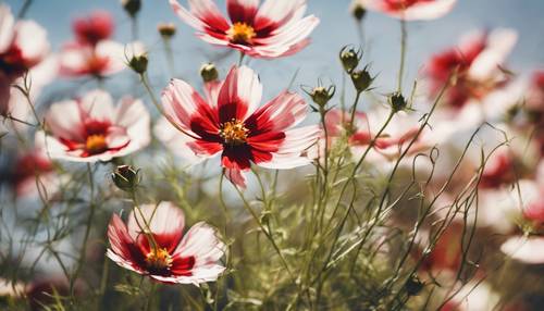 A watercolor painting of delicate red and white cosmos flowers casting shadows in the midday sun.