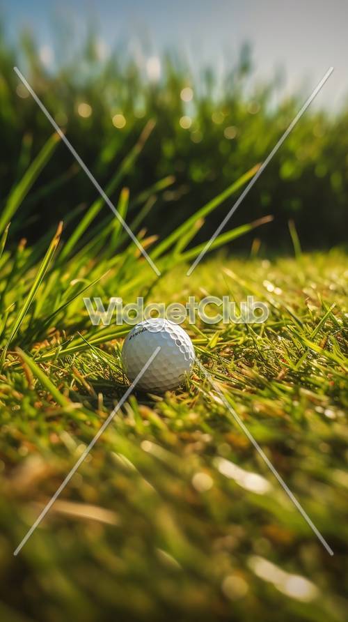 Cahaya Pagi di Bola Golf di Rumput