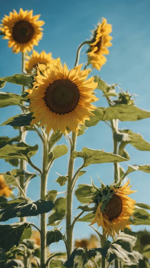 Sekelompok bunga matahari kekanak-kanakan cekikikan di bawah terik matahari, dengan langit biru cerah di belakangnya.