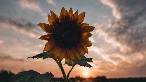 Siluet bunga matahari hitam yang mencolok di langit gelap yang romantis.