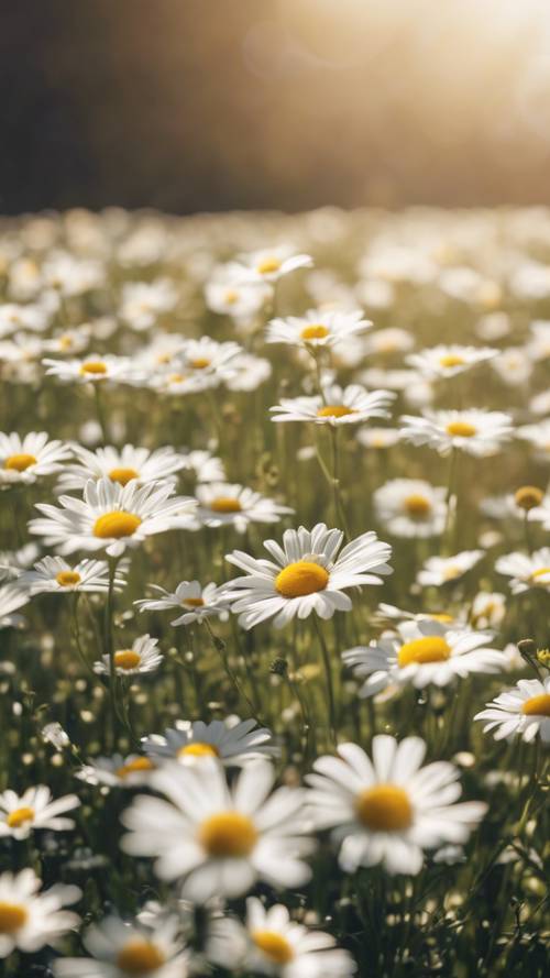 A plain filled with thousands of daisies dancing under the spring sun