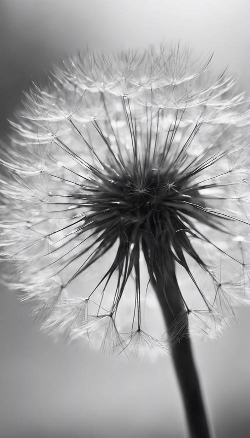 A black and white close-up of a dandelion seed head against a blurry background.