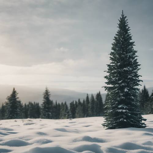 一棵深綠色的常綠針葉樹高高地矗立在雪景中。