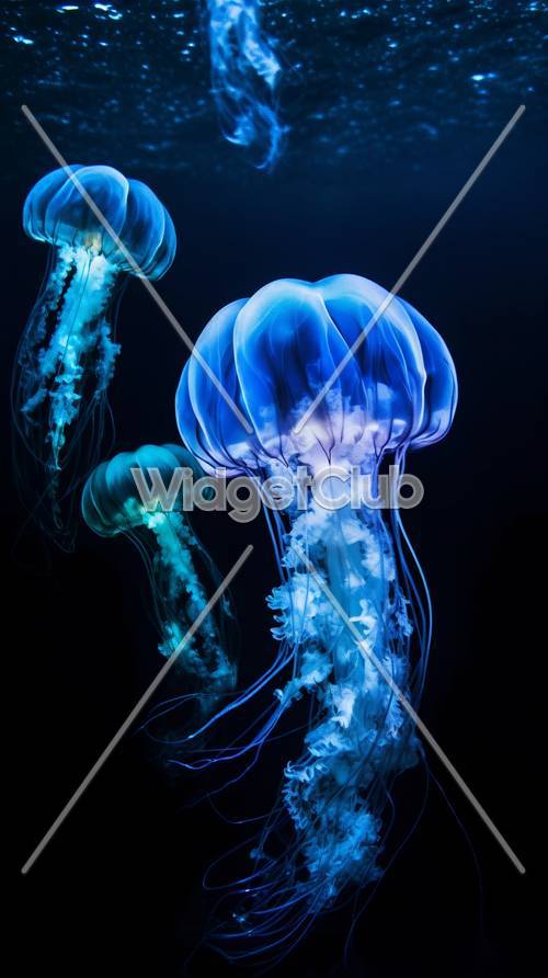 ריקוד מתחת למים של מדוזה כחולה