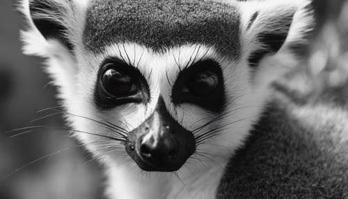 Bidikan close-up ekor lemur yang bergaris hitam dan putih di bawah cahaya alami.