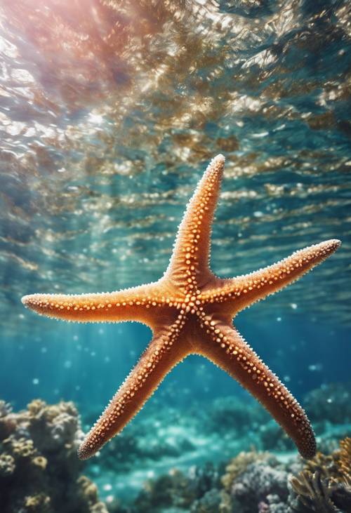 Kristal berraklığında tropik deniz suyunun altında, güneşle aydınlanan bir mercan resifine tutunan büyüleyici bir denizyıldızı deseni.