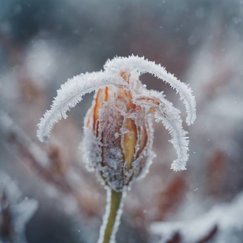 A coquette flower encased in a delicate layer of frost in early winter.