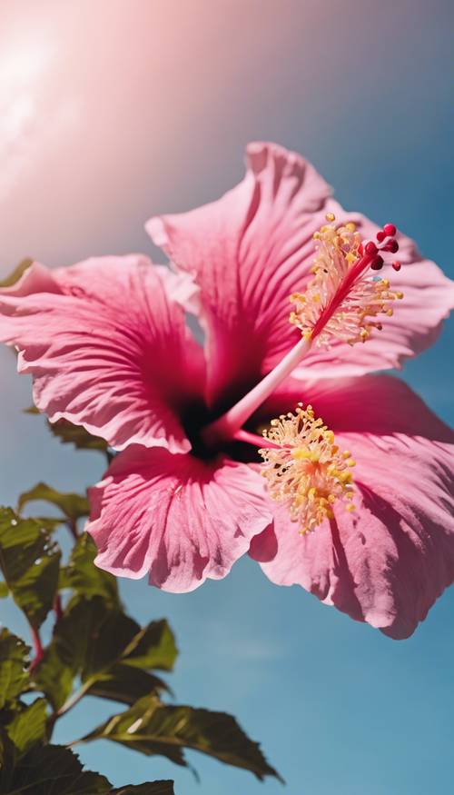 Gambar close-up bunga kembang sepatu Hawaii berwarna merah muda cerah dengan langit biru cerah