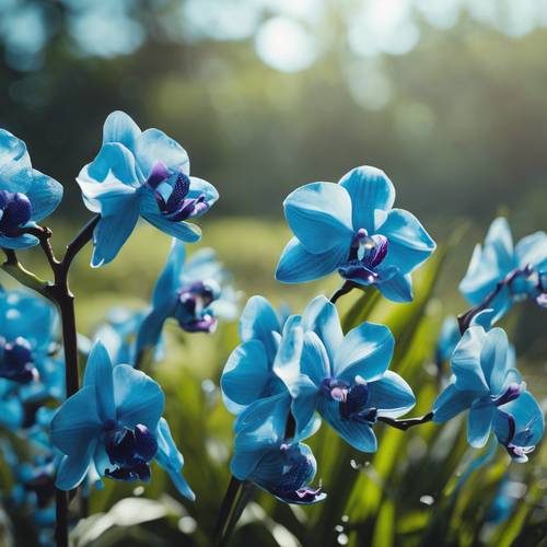 Ein Feld voller leuchtend blauer Orchideen am Mittag.