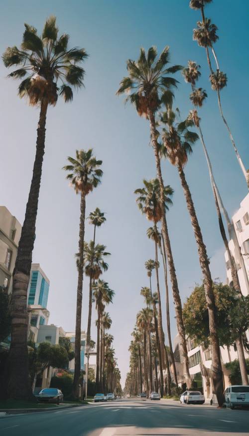 Surga yang indah dengan pohon-pohon palem berjejer di jalan-jalan Beverly Hills di bawah langit biru cerah di Los Angeles. Wallpaper [e2c809b60ee34650a9eb]