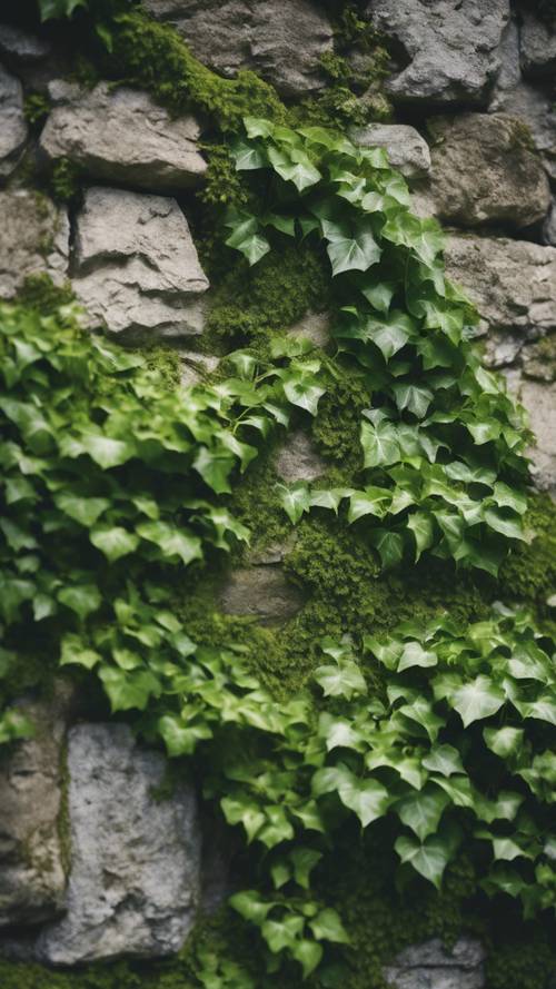 Dinding batu tua berwarna hijau berlumut dengan tanaman ivy memanjat di atasnya.