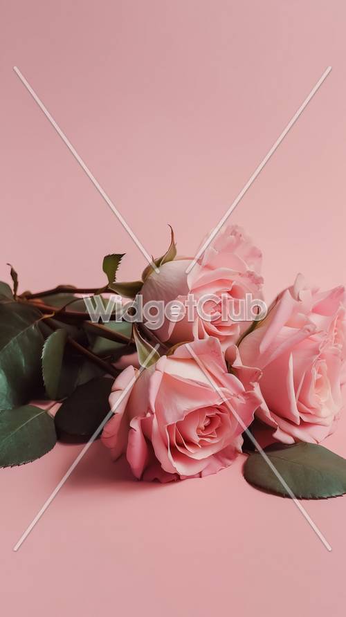 柔和的背景上的粉紅玫瑰
