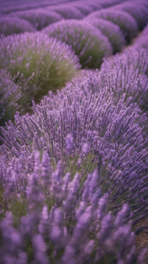 Un vaste motif cachemire qui évoque un champ de lavande en fleurs en Provence.