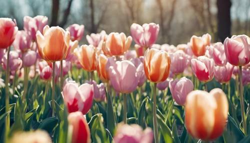 Bajkowa scena wiosennego ogrodu botanicznego wypełnionego pastelowymi kolorowymi tulipanami pod czystym, błękitnym niebem