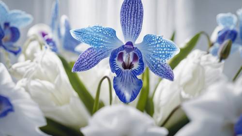 A single, radiant blue orchid nestled in a sea of white lilies.