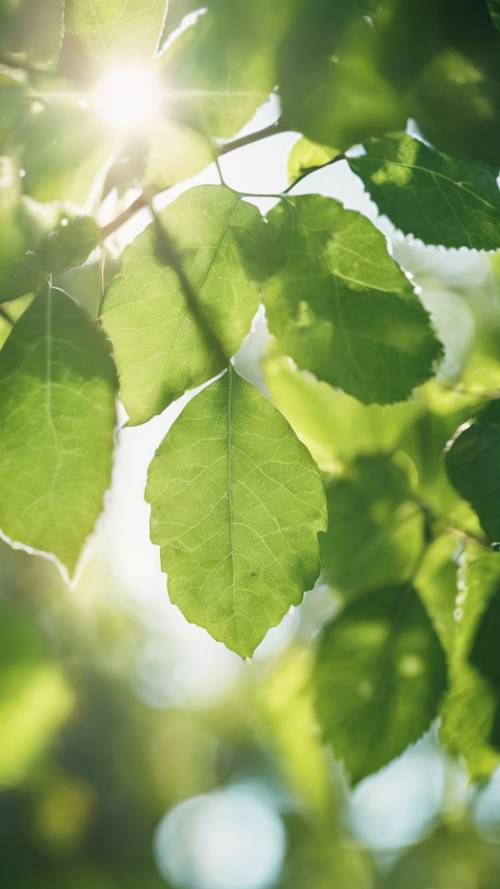 밝은 오후 햇살 아래 반짝이는 연한 녹색 반투명 ​​나뭇잎.